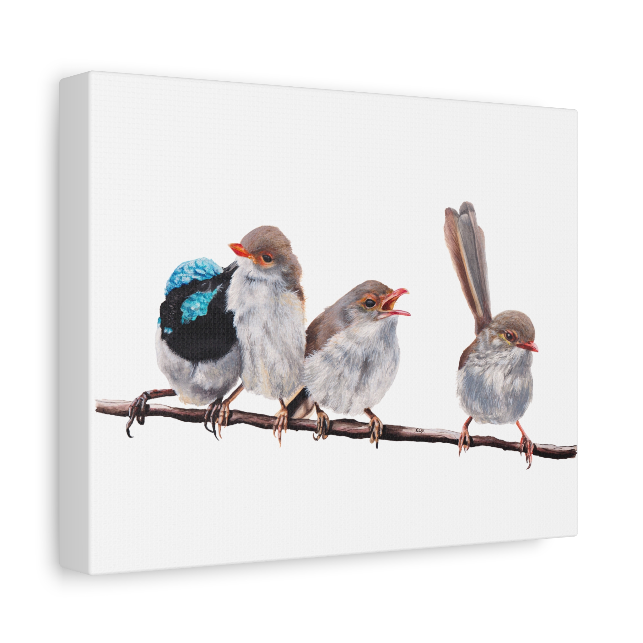 Superb Fairy Wrens Matte Canvas - Image 2