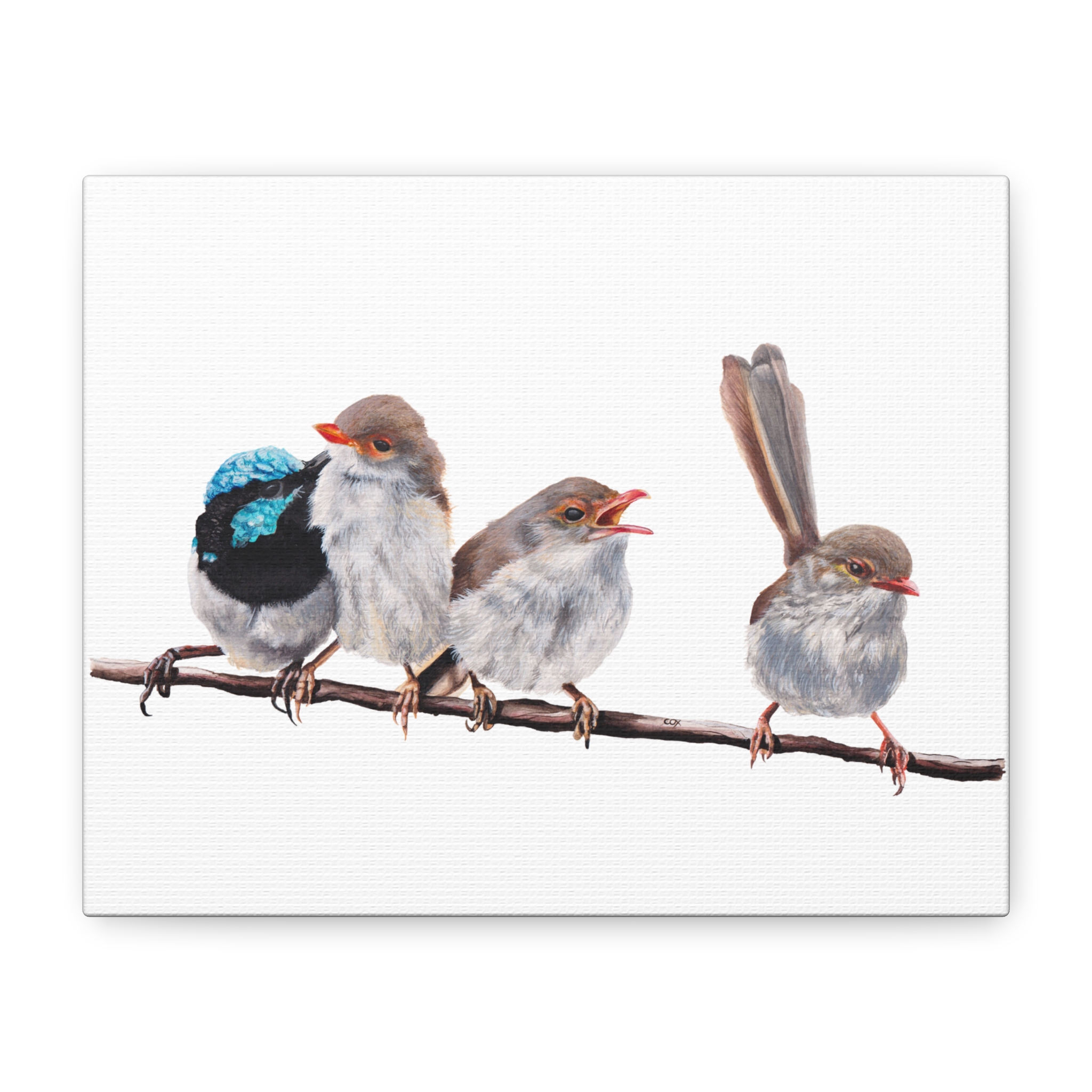 Superb Fairy Wrens Matte Canvas