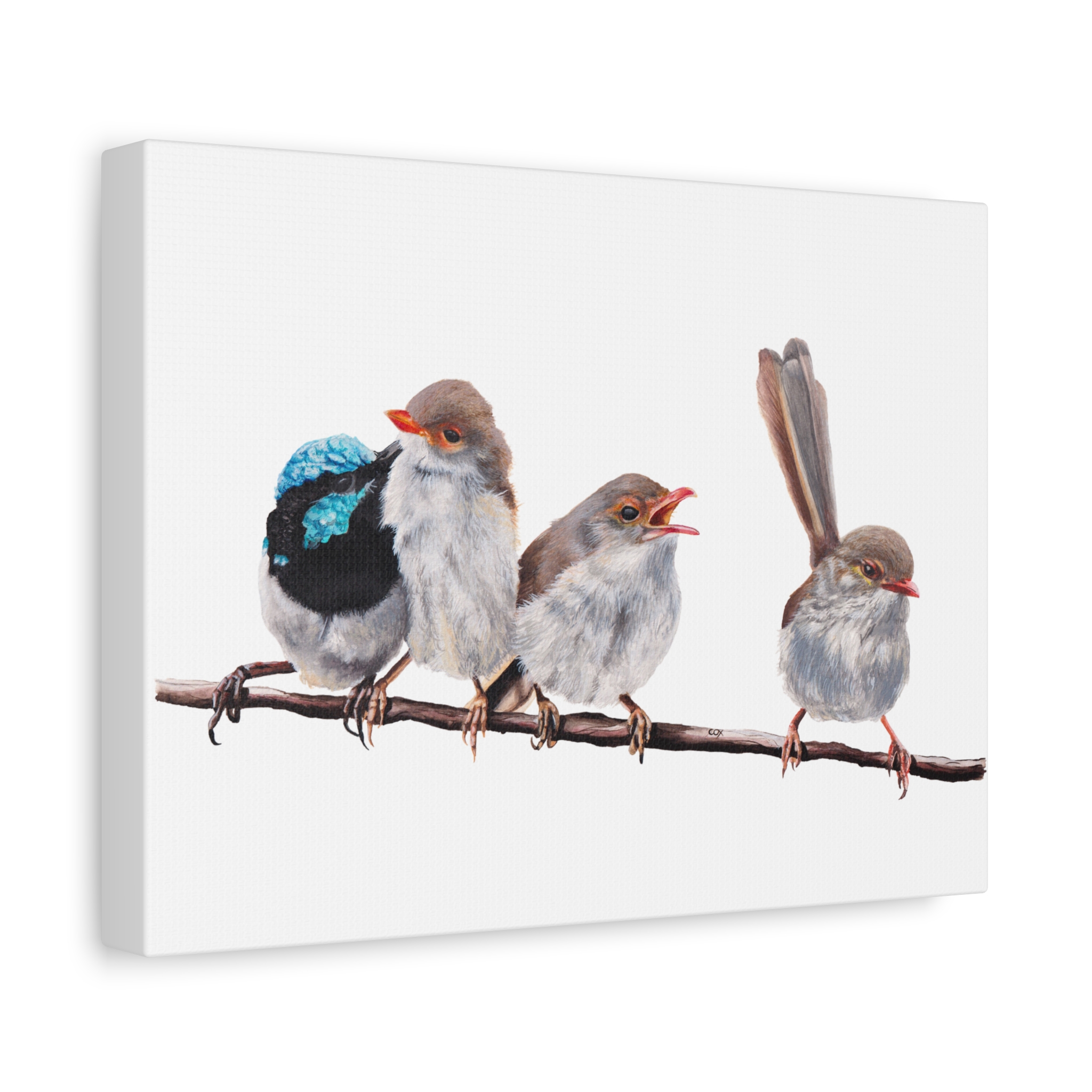 Superb Fairy Wrens Matte Canvas - Image 6