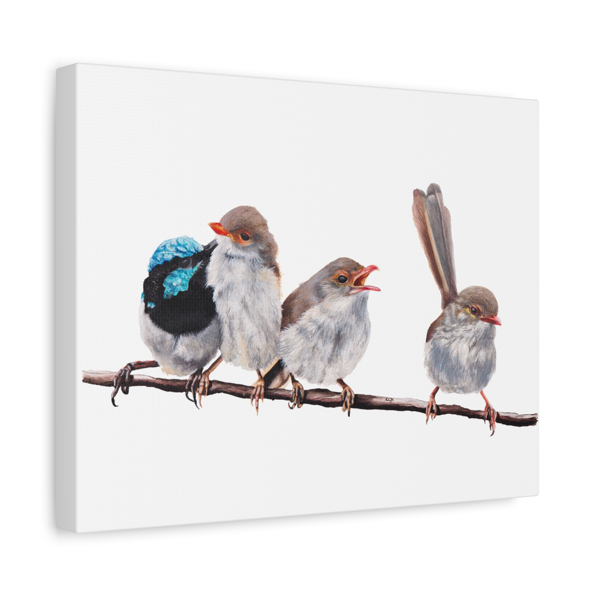 Superb Fairy Wrens Matte Canvas - Image 10
