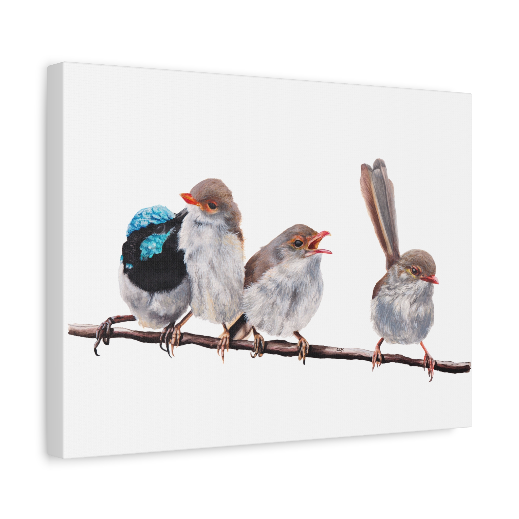 Superb Fairy Wrens Matte Canvas - Image 14