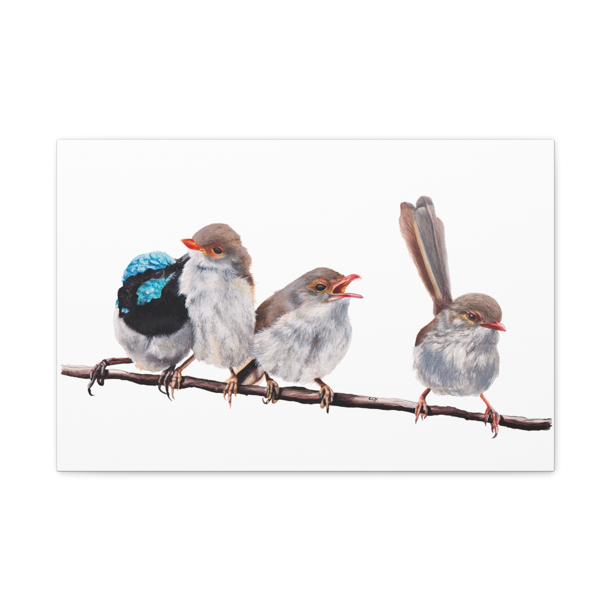 Superb Fairy Wrens Matte Canvas - Image 25