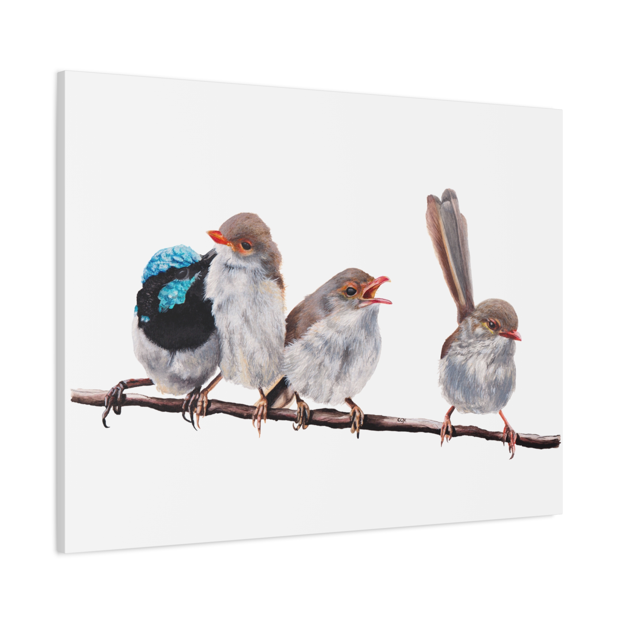 Superb Fairy Wrens Matte Canvas - Image 54