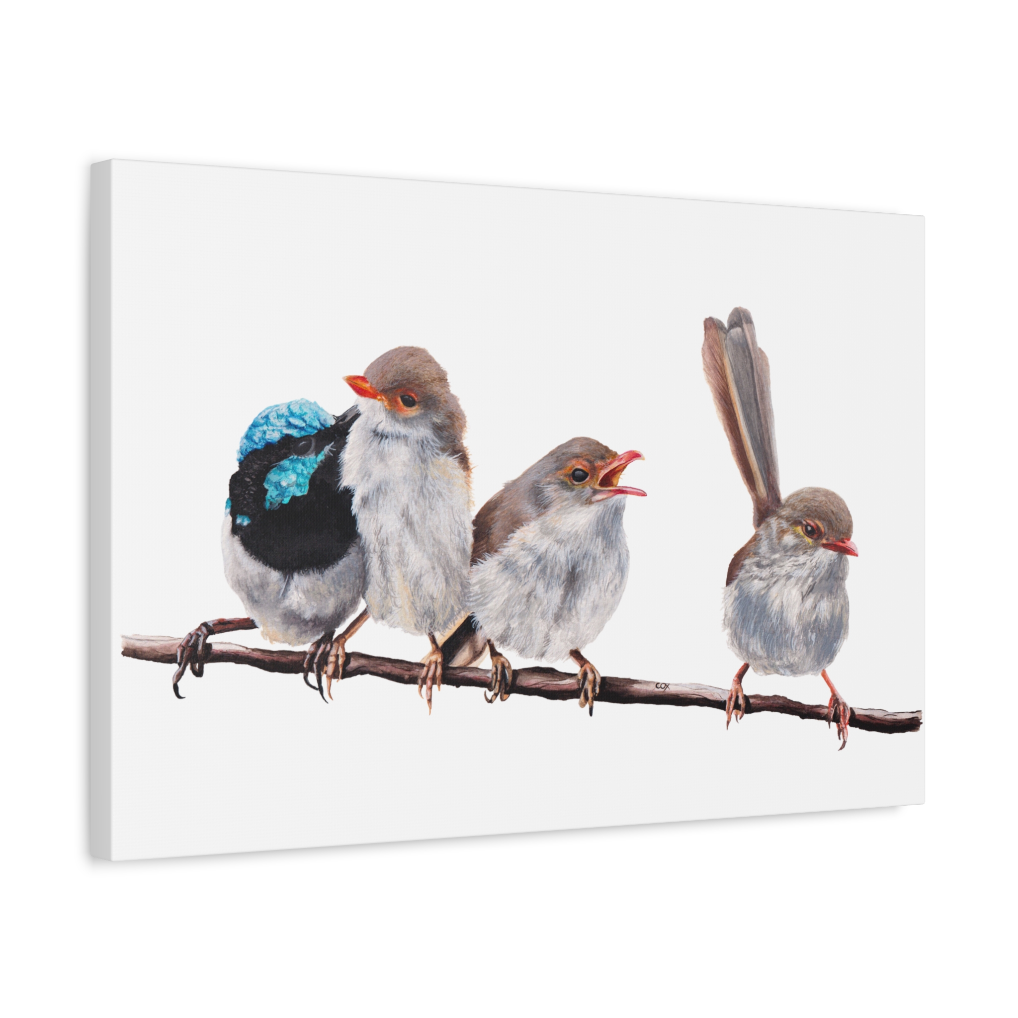 Superb Fairy Wrens Matte Canvas - Image 26