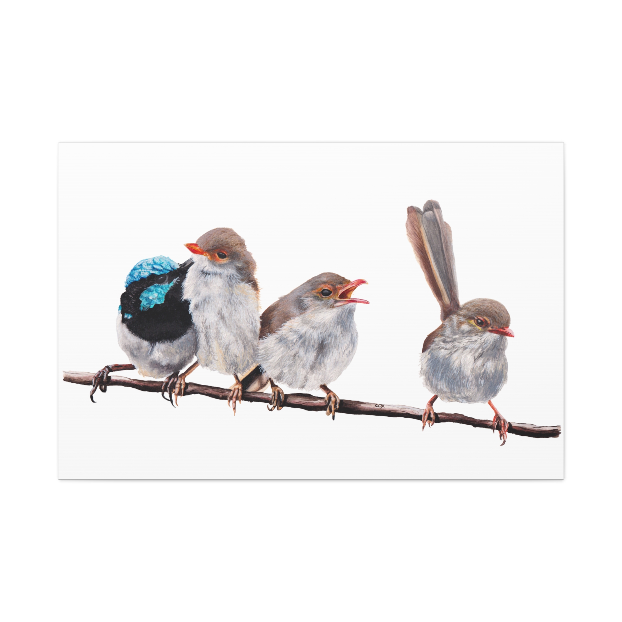 Superb Fairy Wrens Matte Canvas - Image 57