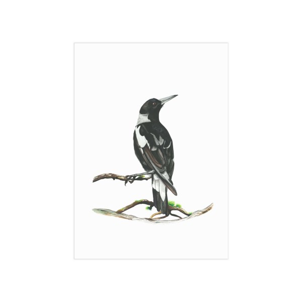 Australian Magpie Print