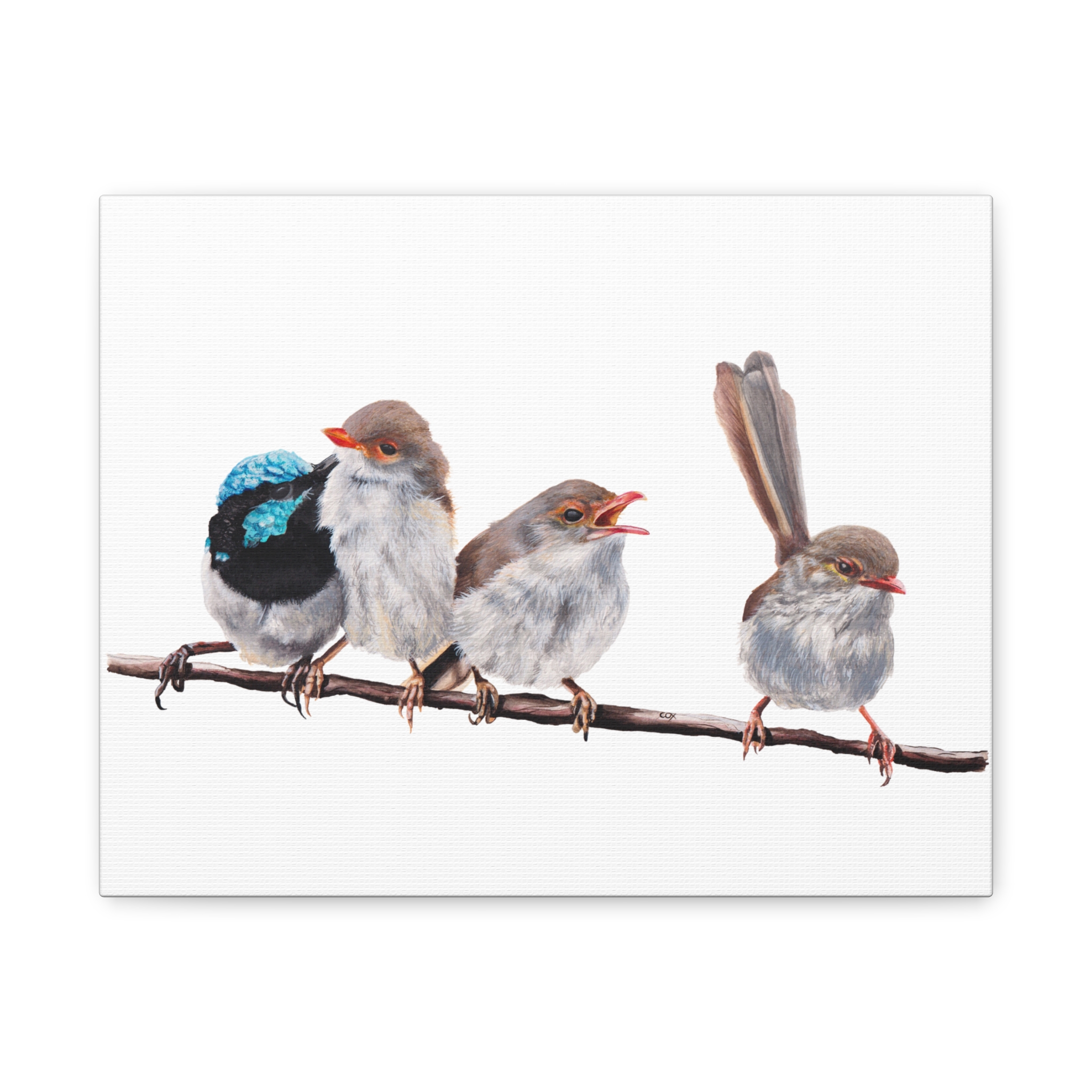 Superb Fairy Wrens Matte Canvas - Image 9